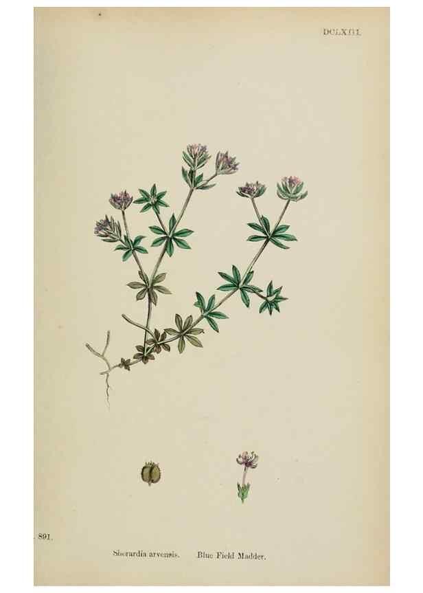 Reproducción/Reproduction 48717431801: English botany, or, Coloured figures of British plants /. London :R. Hardwicke,1863-1886.. 
