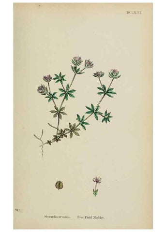 Reproducción/Reproduction 48717431801: English botany, or, Coloured figures of British plants /. London :R. Hardwicke,1863-1886.. 
