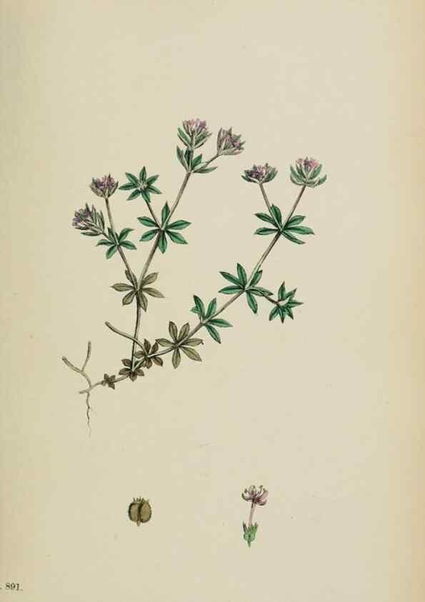 Reproducción/Reproduction 48717431801: English botany, or, Coloured figures of British plants /. London :R. Hardwicke,1863-1886.. 