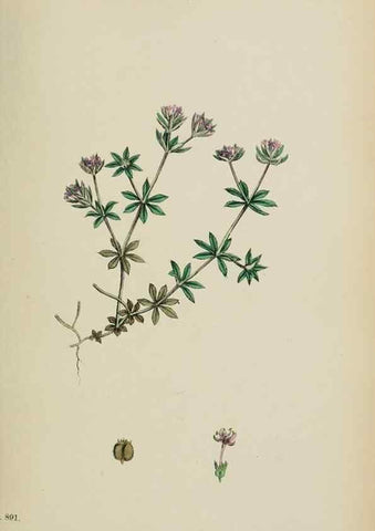 Reproducción/Reproduction 48717431801: English botany, or, Coloured figures of British plants /. London :R. Hardwicke,1863-1886.. 