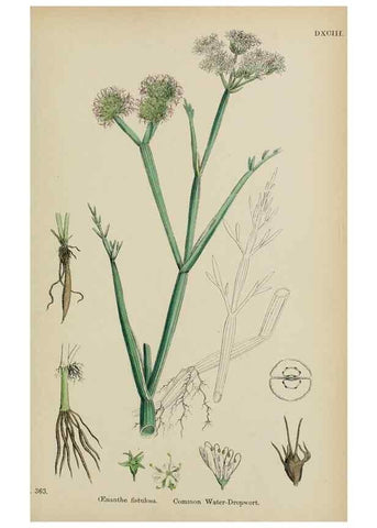 Reproducción/Reproduction 48717075098: English botany, or, Coloured figures of British plants /. London :R. Hardwicke,1863-1886.. 