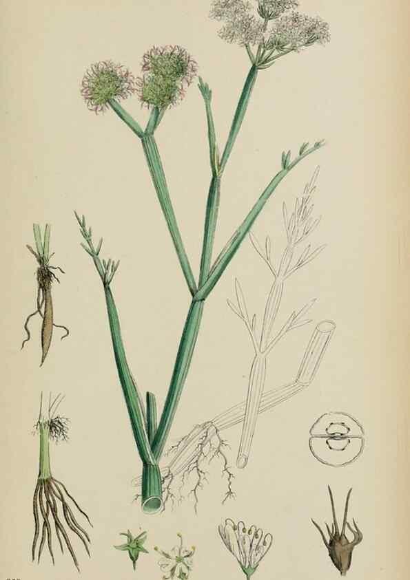 Reproducción/Reproduction 48717075098: English botany, or, Coloured figures of British plants /. London :R. Hardwicke,1863-1886.. 