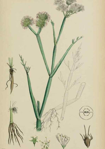 Reproducción/Reproduction 48717075098: English botany, or, Coloured figures of British plants /. London :R. Hardwicke,1863-1886.. 