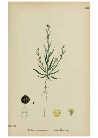 Reproducción/Reproduction 48717410541: English botany, or, Coloured figures of British plants /. London :R. Hardwicke,1863-1886.. 