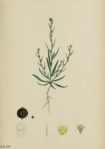 Reproducción/Reproduction 48717410541: English botany, or, Coloured figures of British plants /. London :R. Hardwicke,1863-1886.. 