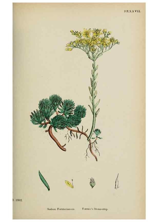 Reproducción/Reproduction 48717057618: English botany, or, Coloured figures of British plants /. London :R. Hardwicke,1863-1886.. 