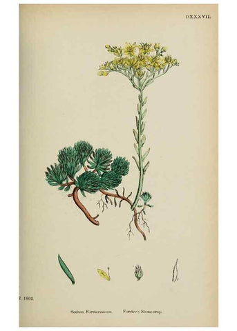 Reproducción/Reproduction 48717057618: English botany, or, Coloured figures of British plants /. London :R. Hardwicke,1863-1886.. 