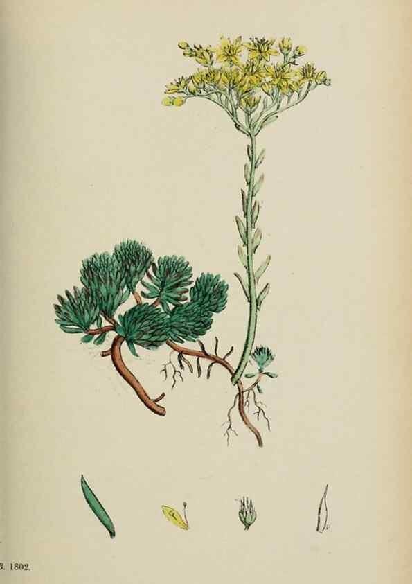 Reproducción/Reproduction 48717057618: English botany, or, Coloured figures of British plants /. London :R. Hardwicke,1863-1886.. 