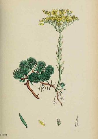 Reproducción/Reproduction 48717057618: English botany, or, Coloured figures of British plants /. London :R. Hardwicke,1863-1886.. 