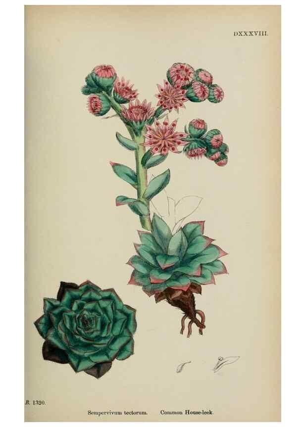 Reproducción/Reproduction 48717565237: English botany, or, Coloured figures of British plants /. London :R. Hardwicke,1863-1886.. 