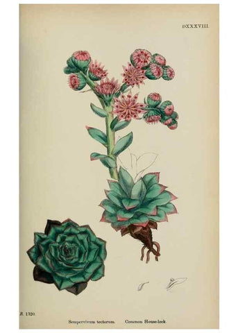 Reproducción/Reproduction 48717565237: English botany, or, Coloured figures of British plants /. London :R. Hardwicke,1863-1886.. 