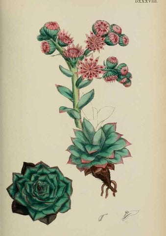 Reproducción/Reproduction 48717565237: English botany, or, Coloured figures of British plants /. London :R. Hardwicke,1863-1886.. 