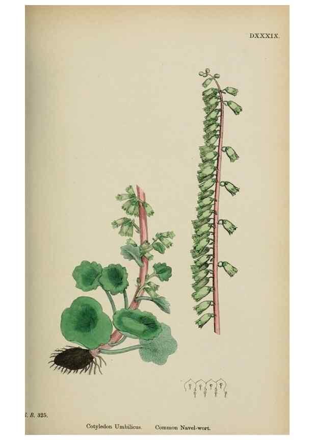 Reproducción/Reproduction 48717058343: English botany, or, Coloured figures of British plants /. London :R. Hardwicke,1863-1886.. 