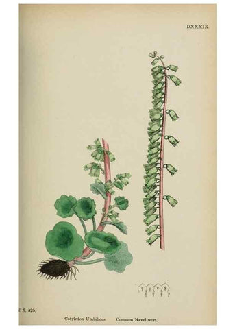 Reproducción/Reproduction 48717058343: English botany, or, Coloured figures of British plants /. London :R. Hardwicke,1863-1886.. 