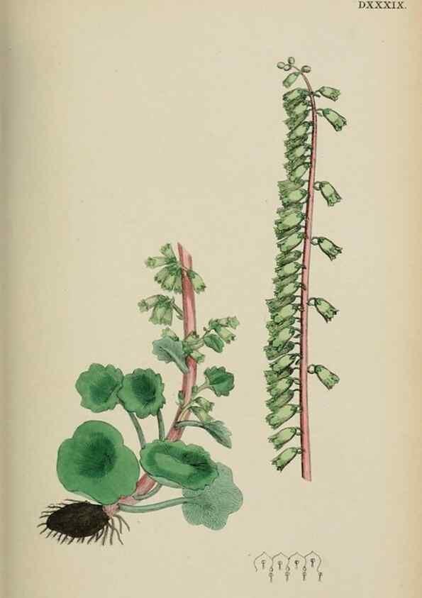 Reproducción/Reproduction 48717058343: English botany, or, Coloured figures of British plants /. London :R. Hardwicke,1863-1886.. 