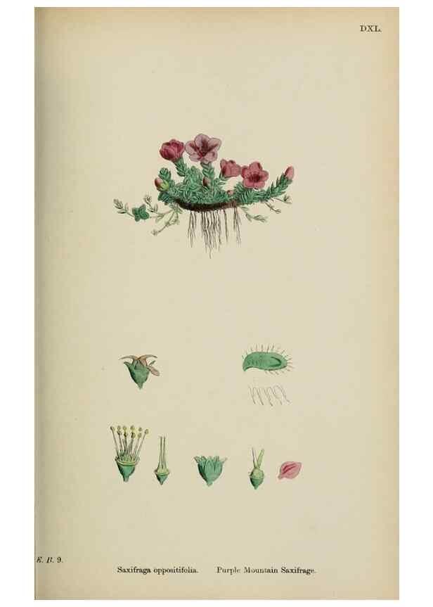 Reproducción/Reproduction 48717058693: English botany, or, Coloured figures of British plants /. London :R. Hardwicke,1863-1886.. 