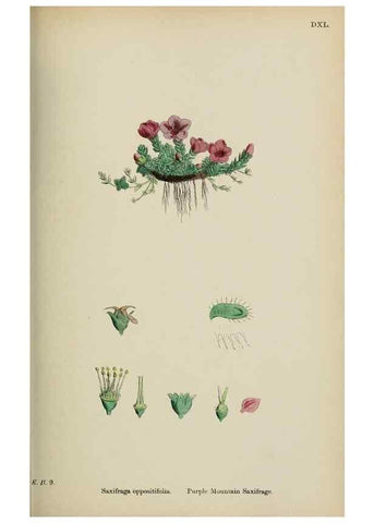Reproducción/Reproduction 48717058693: English botany, or, Coloured figures of British plants /. London :R. Hardwicke,1863-1886.. 