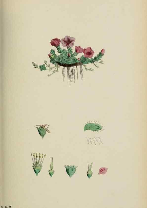 Reproducción/Reproduction 48717058693: English botany, or, Coloured figures of British plants /. London :R. Hardwicke,1863-1886.. 
