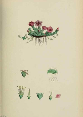 Reproducción/Reproduction 48717058693: English botany, or, Coloured figures of British plants /. London :R. Hardwicke,1863-1886.. 