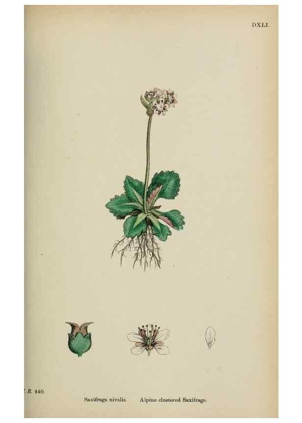 Reproducción/Reproduction 48717059093: English botany, or, Coloured figures of British plants /. London :R. Hardwicke,1863-1886.. 