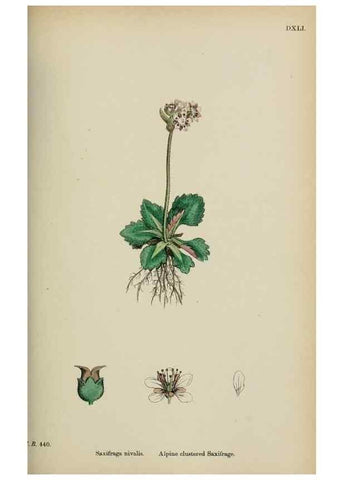 Reproducción/Reproduction 48717059093: English botany, or, Coloured figures of British plants /. London :R. Hardwicke,1863-1886.. 