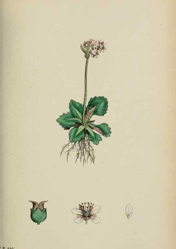 Reproducción/Reproduction 48717059093: English botany, or, Coloured figures of British plants /. London :R. Hardwicke,1863-1886.. 