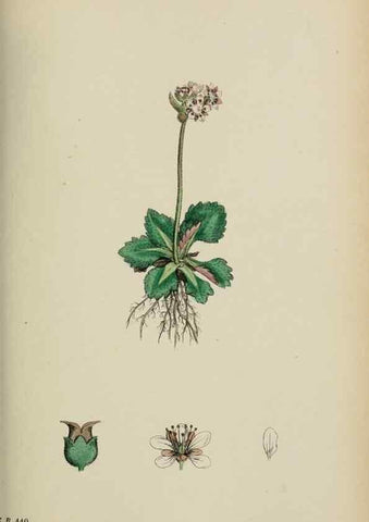 Reproducción/Reproduction 48717059093: English botany, or, Coloured figures of British plants /. London :R. Hardwicke,1863-1886.. 