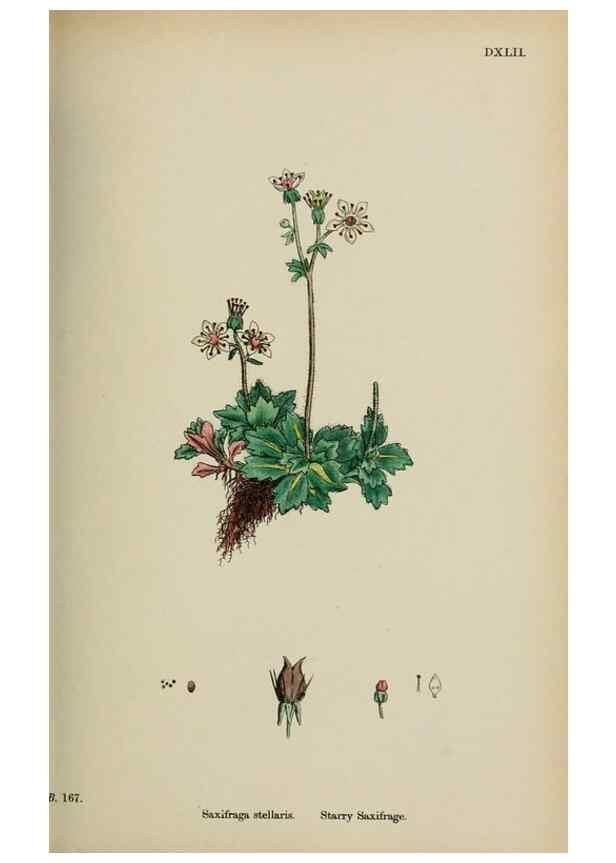 Reproducción/Reproduction 48717059483: English botany, or, Coloured figures of British plants /. London :R. Hardwicke,1863-1886.. 