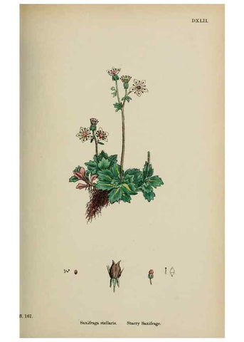 Reproducción/Reproduction 48717059483: English botany, or, Coloured figures of British plants /. London :R. Hardwicke,1863-1886.. 