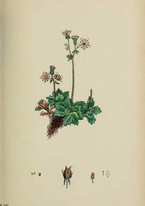 Reproducción/Reproduction 48717059483: English botany, or, Coloured figures of British plants /. London :R. Hardwicke,1863-1886.. 