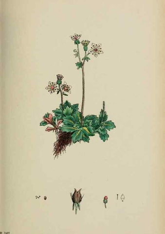 Reproducción/Reproduction 48717059483: English botany, or, Coloured figures of British plants /. London :R. Hardwicke,1863-1886.. 