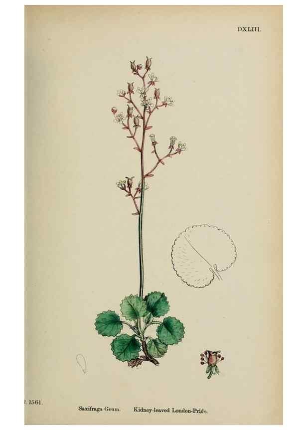 Reproducción/Reproduction 48717567342: English botany, or, Coloured figures of British plants /. London :R. Hardwicke,1863-1886.. 