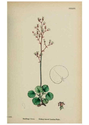 Reproducción/Reproduction 48717567342: English botany, or, Coloured figures of British plants /. London :R. Hardwicke,1863-1886.. 
