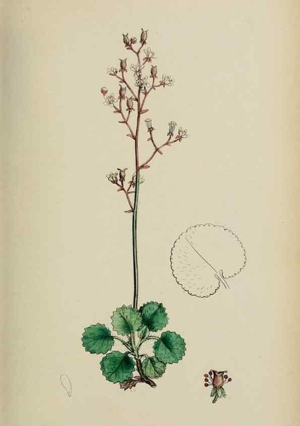 Reproducción/Reproduction 48717567342: English botany, or, Coloured figures of British plants /. London :R. Hardwicke,1863-1886.. 