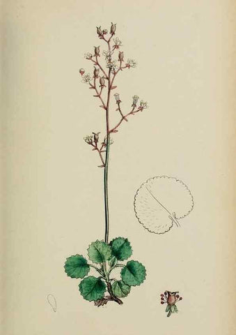 Reproducción/Reproduction 48717567342: English botany, or, Coloured figures of British plants /. London :R. Hardwicke,1863-1886.. 