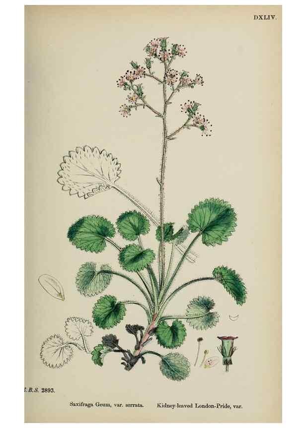 Reproducción/Reproduction 48717396031: English botany, or, Coloured figures of British plants /. London :R. Hardwicke,1863-1886.. 