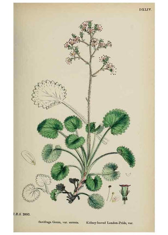 Reproducción/Reproduction 48717396031: English botany, or, Coloured figures of British plants /. London :R. Hardwicke,1863-1886.. 