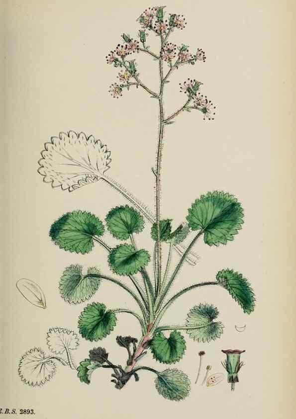 Reproducción/Reproduction 48717396031: English botany, or, Coloured figures of British plants /. London :R. Hardwicke,1863-1886.. 