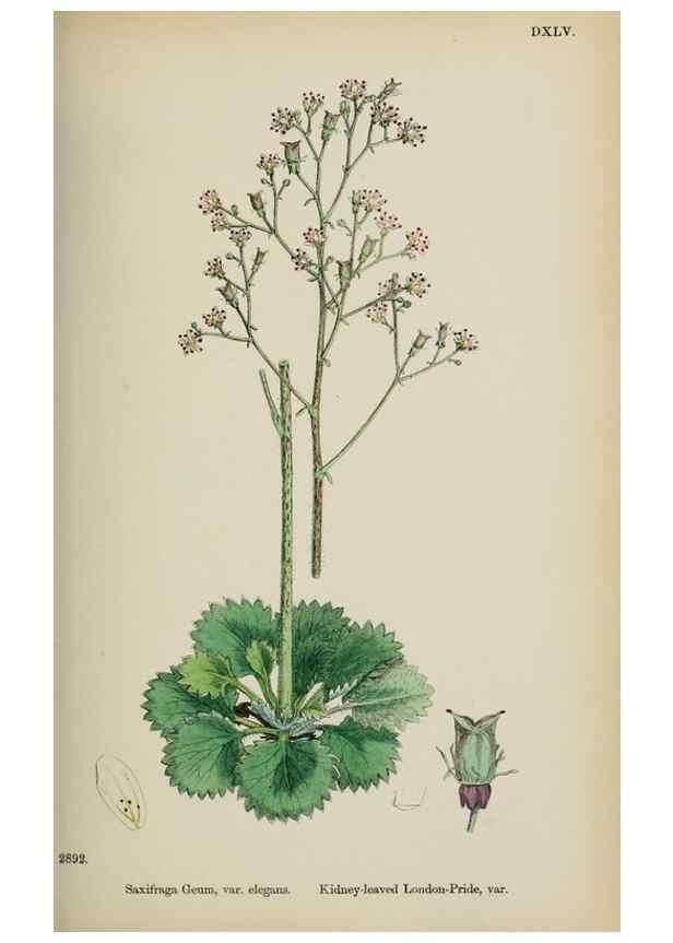 Reproducción/Reproduction 48717568072: English botany, or, Coloured figures of British plants /. London :R. Hardwicke,1863-1886.. 