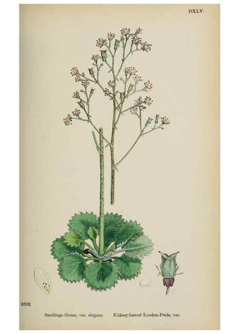 Reproducción/Reproduction 48717568072: English botany, or, Coloured figures of British plants /. London :R. Hardwicke,1863-1886.. 