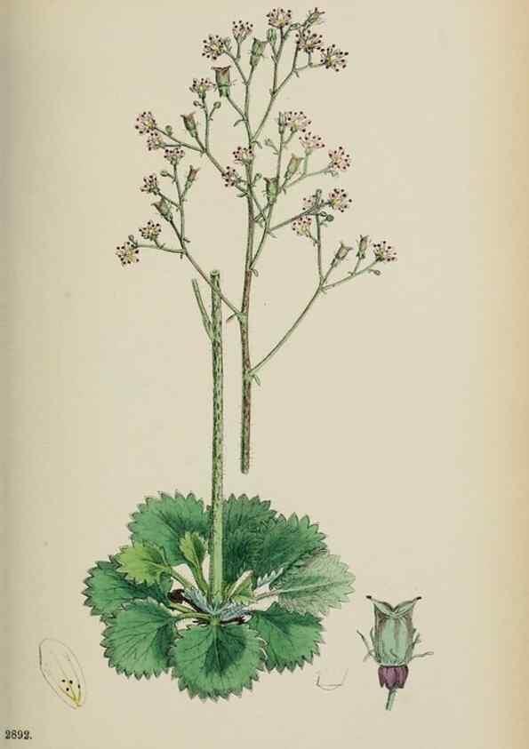 Reproducción/Reproduction 48717568072: English botany, or, Coloured figures of British plants /. London :R. Hardwicke,1863-1886.. 