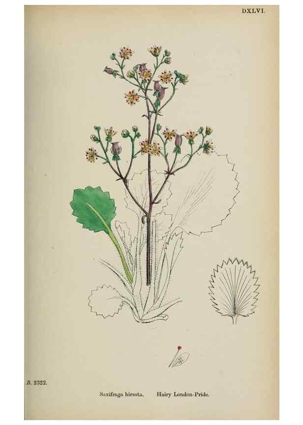 Reproducción/Reproduction 48717568407: English botany, or, Coloured figures of British plants /. London :R. Hardwicke,1863-1886.. 