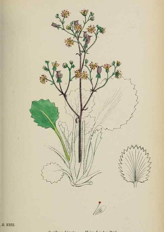 Reproducción/Reproduction 48717568407: English botany, or, Coloured figures of British plants /. London :R. Hardwicke,1863-1886.. 