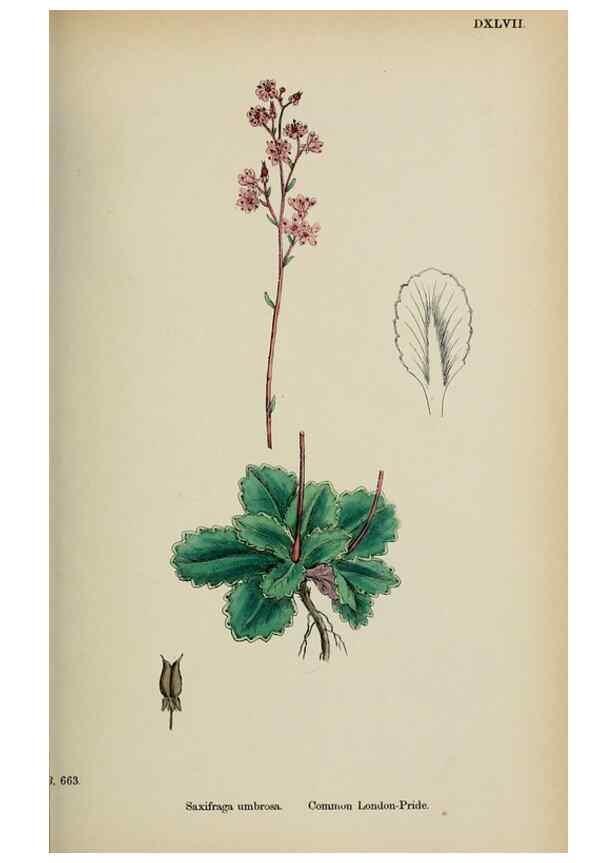 Reproducción/Reproduction 48717568677: English botany, or, Coloured figures of British plants /. London :R. Hardwicke,1863-1886.. 