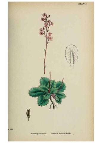 Reproducción/Reproduction 48717568677: English botany, or, Coloured figures of British plants /. London :R. Hardwicke,1863-1886.. 