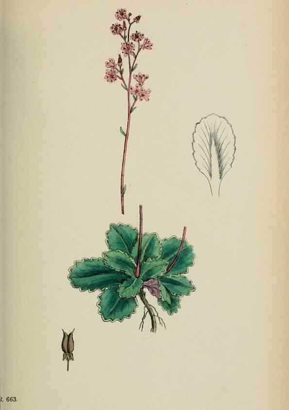 Reproducción/Reproduction 48717568677: English botany, or, Coloured figures of British plants /. London :R. Hardwicke,1863-1886.. 