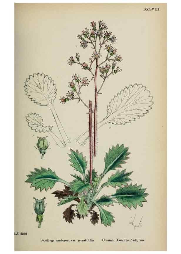 Reproducción/Reproduction 48717061738: English botany, or, Coloured figures of British plants /. London :R. Hardwicke,1863-1886.. 
