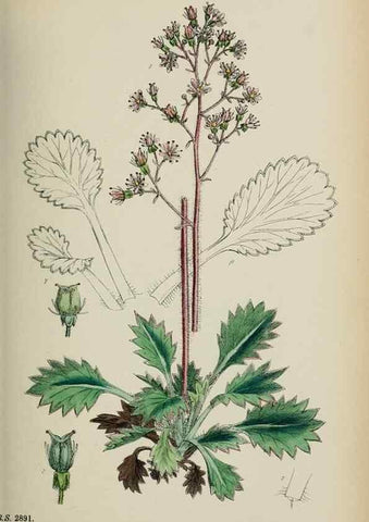 Reproducción/Reproduction 48717061738: English botany, or, Coloured figures of British plants /. London :R. Hardwicke,1863-1886.. 