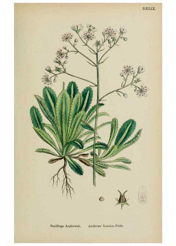 Reproducción/Reproduction 48717569387: English botany, or, Coloured figures of British plants /. London :R. Hardwicke,1863-1886.. 