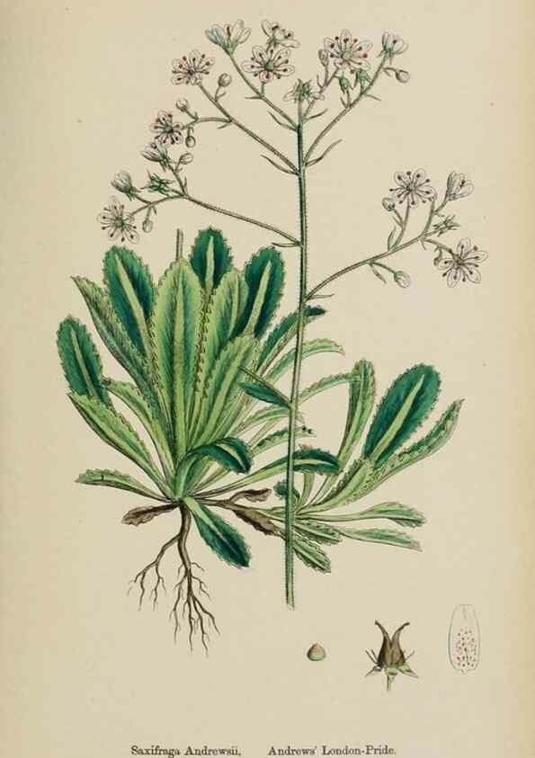 Reproducción/Reproduction 48717569387: English botany, or, Coloured figures of British plants /. London :R. Hardwicke,1863-1886.. 